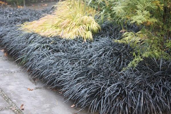 Iarba neagra "Black Dragon" 0.10 - 0.20 m / Ophiopogon "Black Dragon"/ gradina-noastra