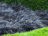 Iarba neagra "Black Dragon" 0.10 - 0.20 m / Ophiopogon "Black Dragon"/ gradina-noastra