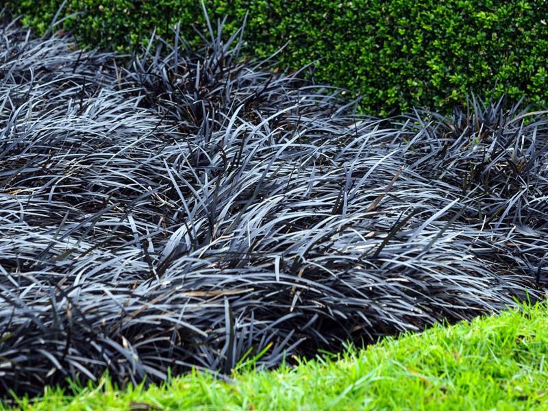 Iarba neagra "Black Dragon" 0.10 - 0.20 m / Ophiopogon "Black Dragon"/ gradina-noastra