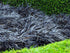 Iarba neagra "Black Dragon" 0.10 - 0.20 m / Ophiopogon "Black Dragon"/ gradina-noastra