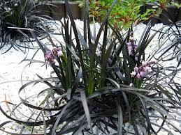 Iarba neagra "Black Dragon" 0.10 - 0.20 m / Ophiopogon "Black Dragon"/ gradina-noastra