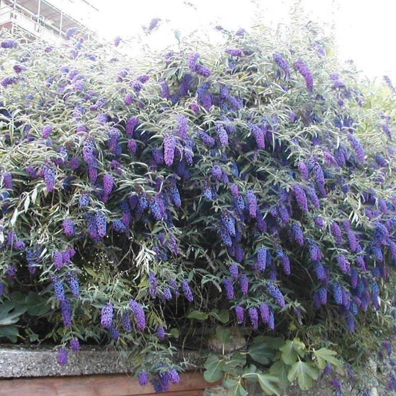 Liliac de vara "Black Knight" 0.60 - 1.20 m / Buddleja davidii "Black Knight"/ gradina-noastra