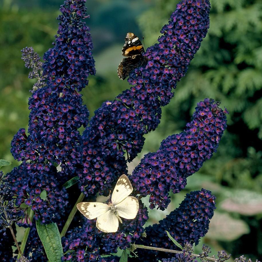 Liliac de vara "Black Knight" 0.60 - 1.20 m / Buddleja davidii "Black Knight"/ gradina-noastra