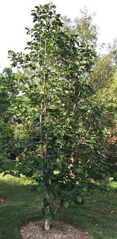 Magnolia "Black Tulip" 2.00 - 2.50 m / Magnolia "Black Tulip"/ gradina-noastra