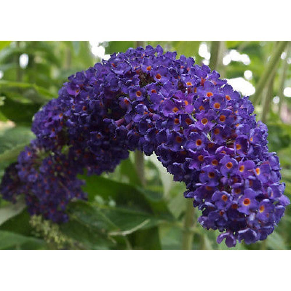 Liliac de vara "Black Knight" 0.60 - 1.20 m / Buddleja davidii "Black Knight"/ gradina-noastra