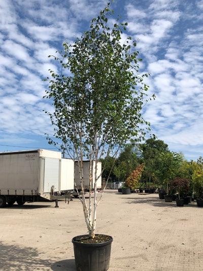 Mesteacan multitulpinal "Doorenbos" 3.00 - 3.50 m / Betula utilis "Doorenbos"/ gradina-noastra