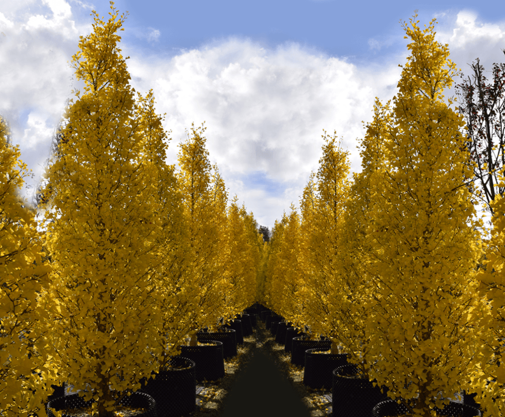 Carpen columnar 1.50 - 2.00 m / Carpinus betulus "Fastigiata"/ gradina-noastra