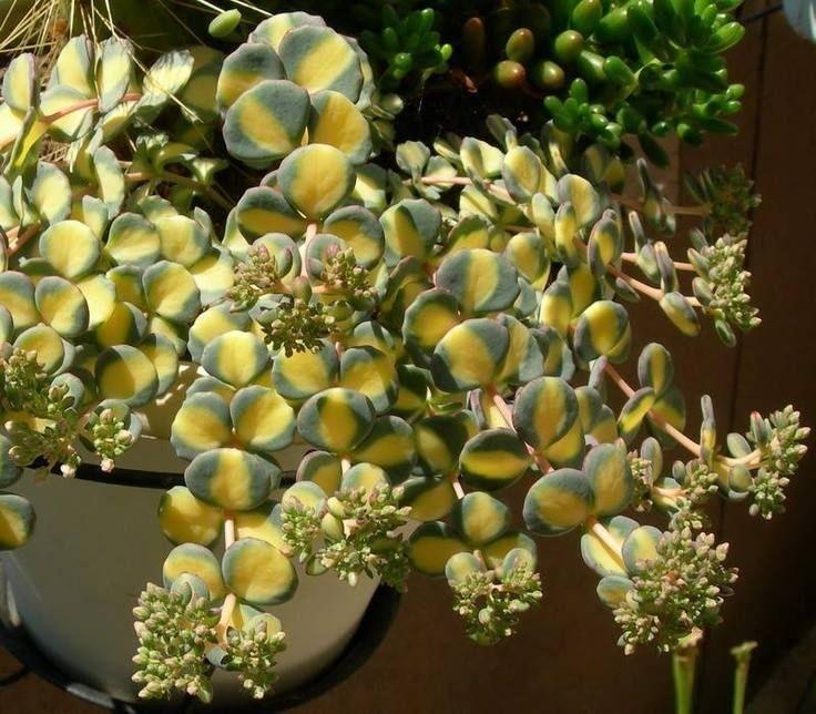 Iarba grasa 0.10 - 0.20 m / Sedum sieboldii "Mediovariegatum"/ gradina-noastra