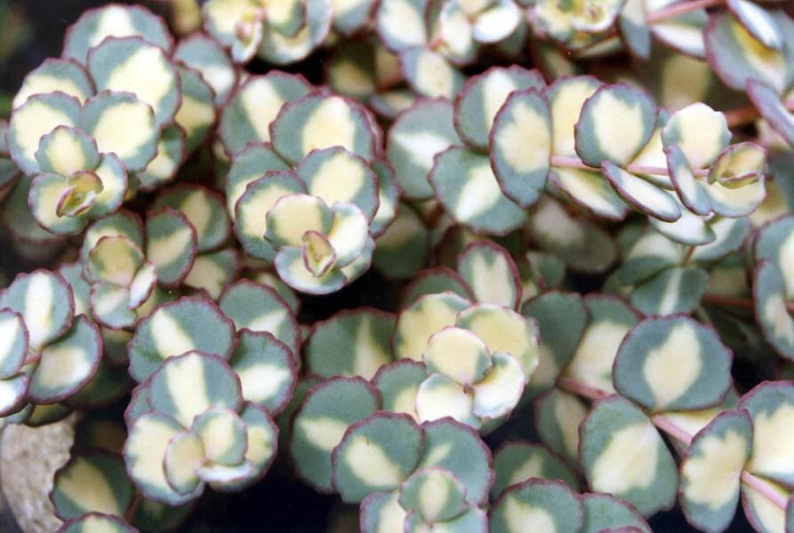 Iarba grasa 0.10 - 0.20 m / Sedum sieboldii "Mediovariegatum"/ gradina-noastra