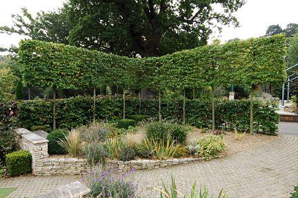 Photinia "Red Robin" palier 2.50 - 3.00 m / Photinia serrulata "Red Robin" / gradina-noastra