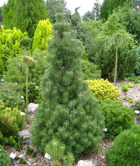 Pin pitic "Columbo" 0.50 m - 0.80 m / Pinus mugo "Columbo" / gradina-noastra