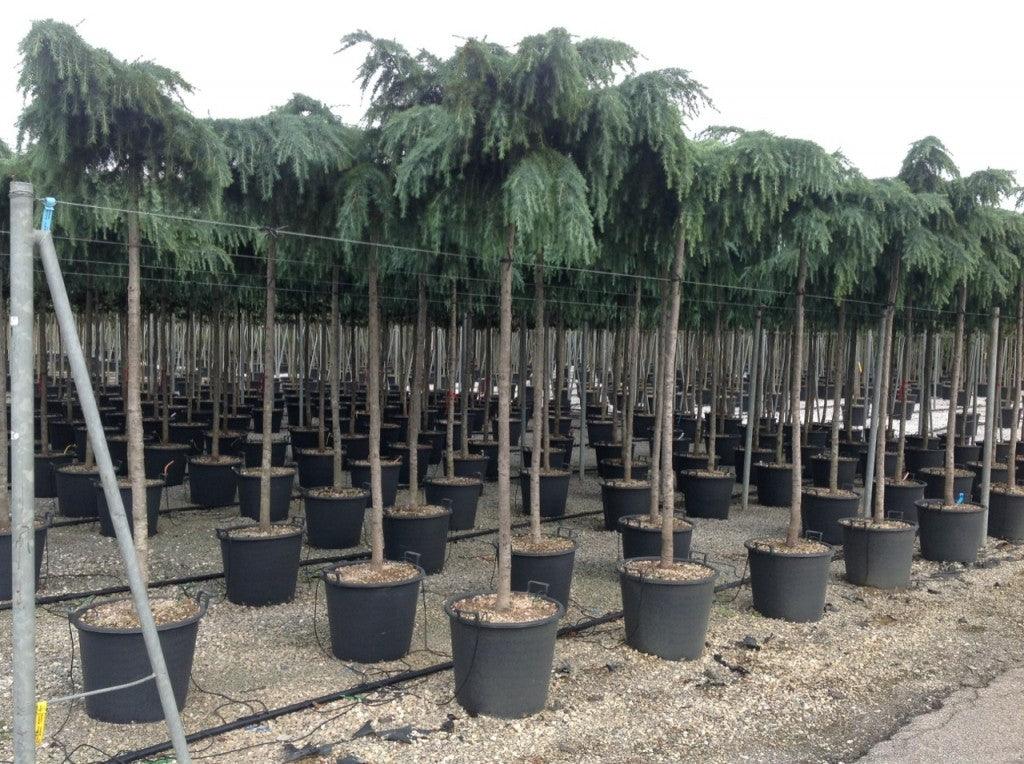 Cedru de Himalaya "Feelin Blue" 2.50 - 3.00 m / Cedrus deodora "Feelin Blue"/ gradina-noastra
