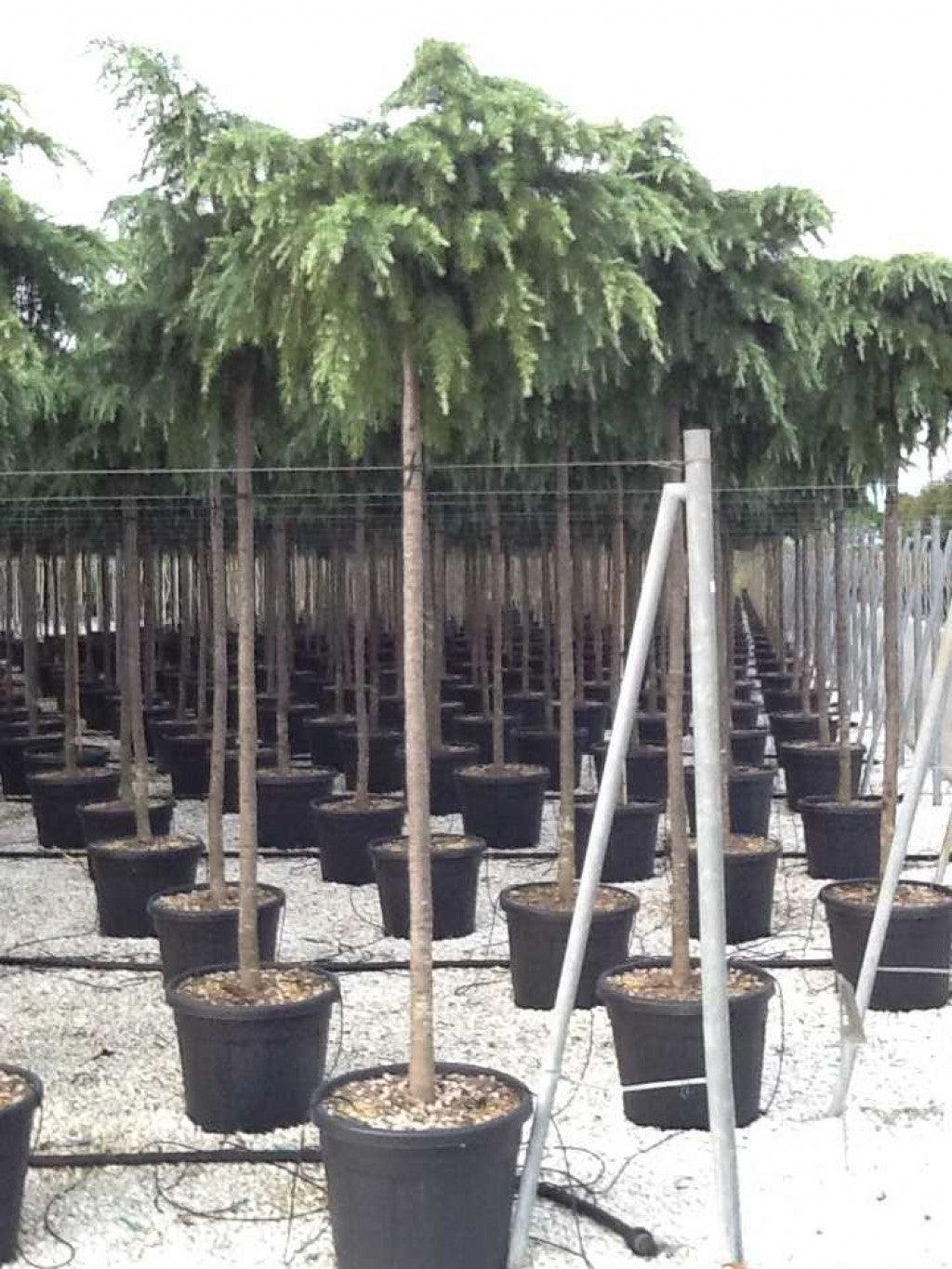 Cedru de Himalaya "Feelin Blue" 2.50 - 3.00 m / Cedrus deodora "Feelin Blue"/ gradina-noastra