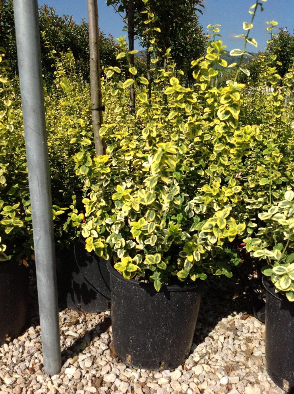 Voiniceriu japonez auriu 1.00 -1.20 m / Euonymus "Emerald Gold"/ gradina-noastra