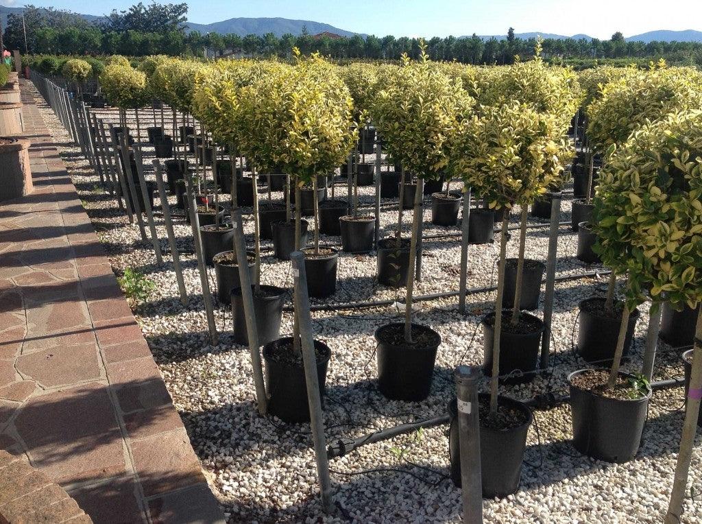 Lemn cainesc auriu 1.50 - 1.60 m / Ligustrum "Ovalifolium Aureum " gradina-noastra
