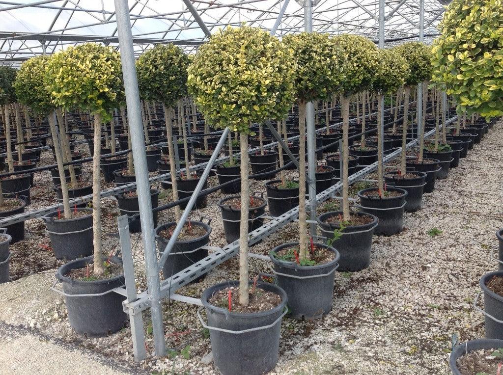 Lemn cainesc auriu 1.50 - 1.60 m / Ligustrum "Ovalifolium Aureum " gradina-noastra