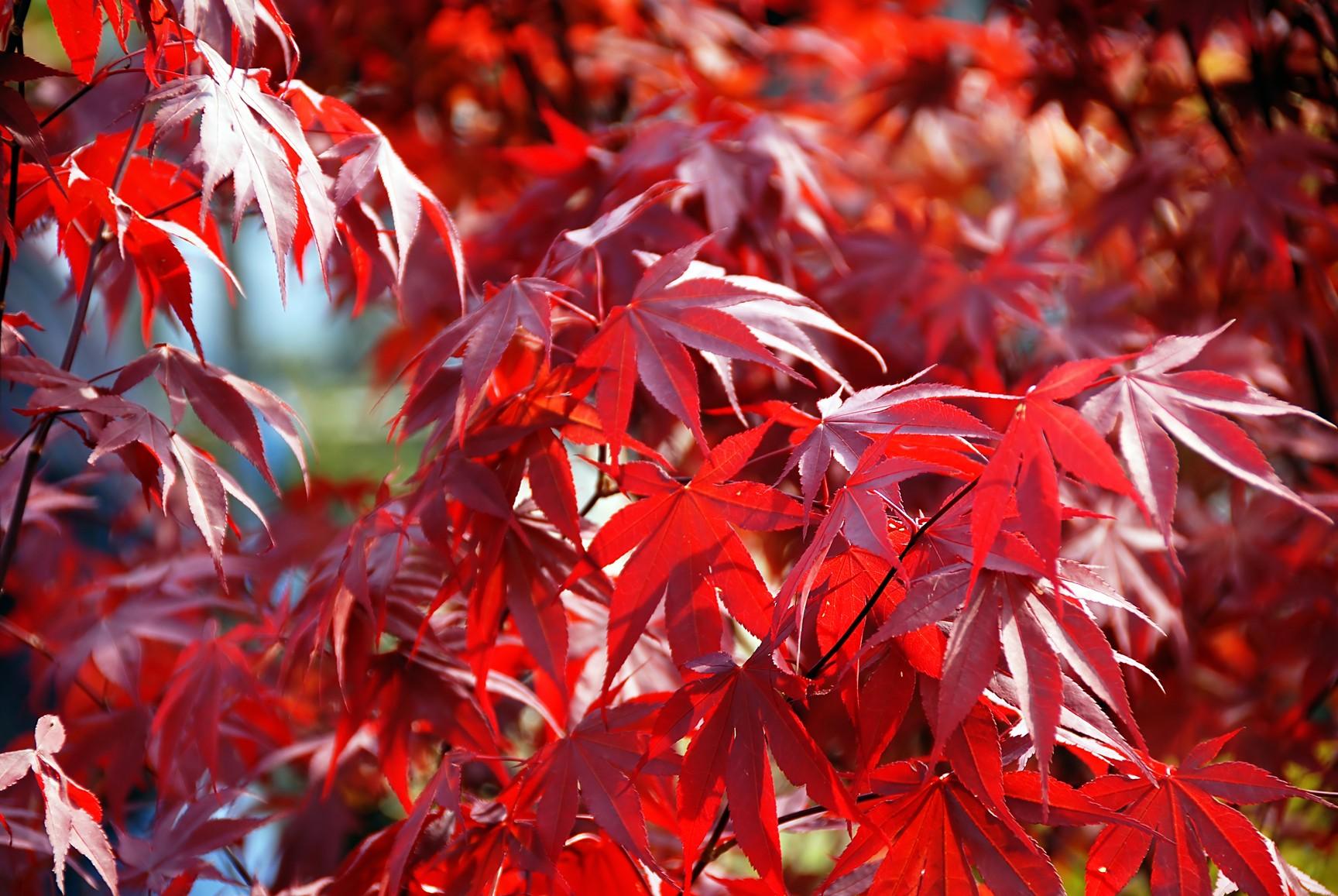 Artar japonez "Fireglow" 1.80 - 2.00 m / Acer palm "Fireglow" / gradina-noastra
