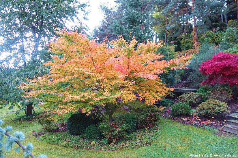 Artar japonez "Summergold" 1.25-1.50 m /Acer palm"Summergold"/ gradina-noastra