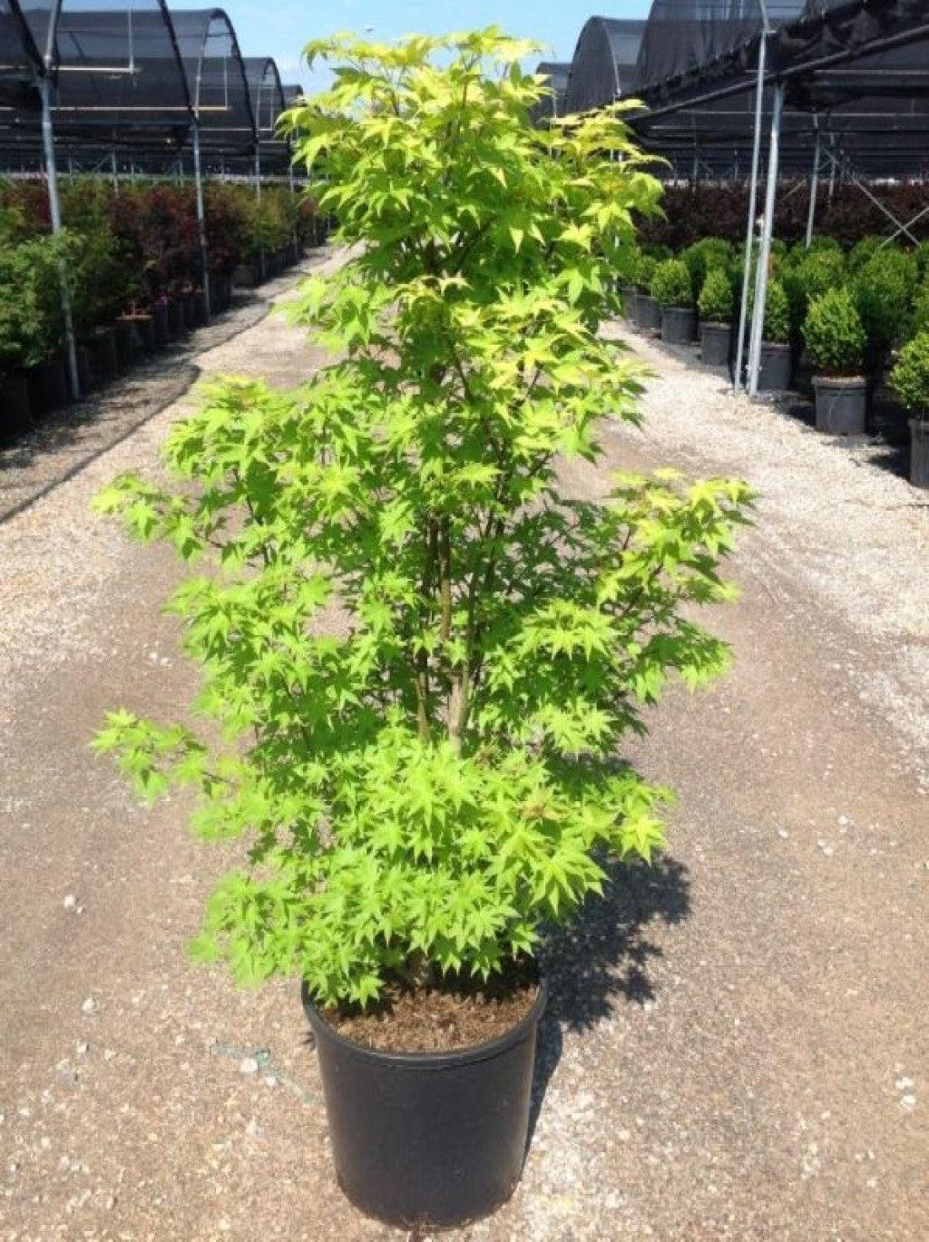 Artar japonez "Summergold" 1.25-1.50 m /Acer palm"Summergold"/ gradina-noastra