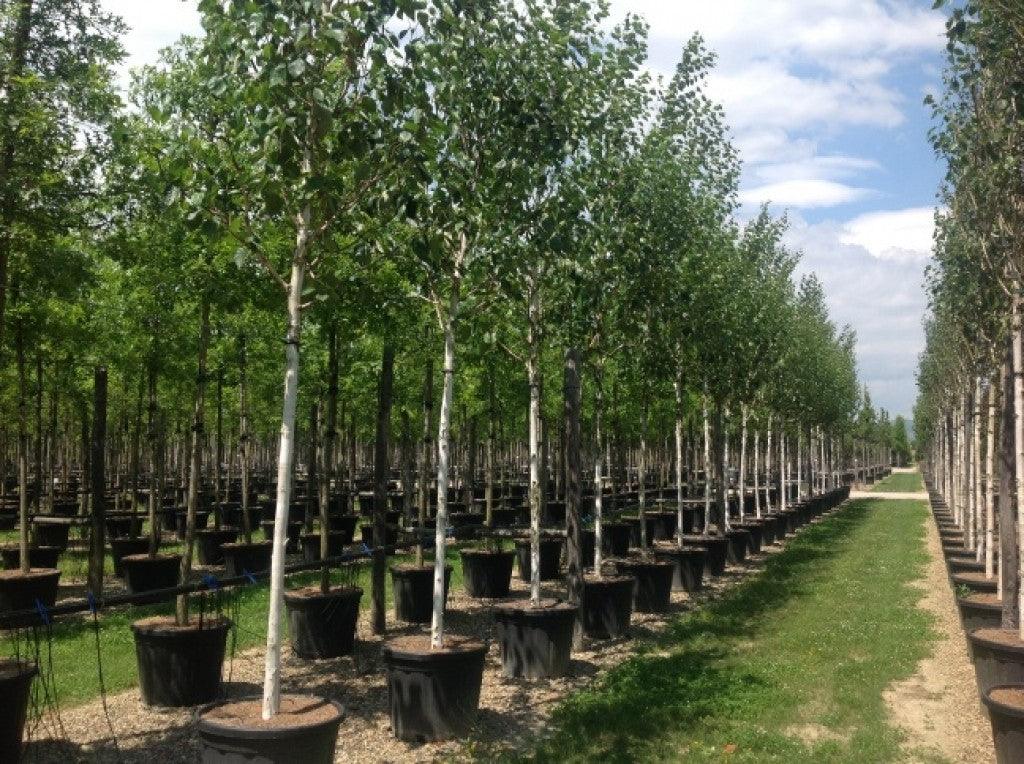 Mesteacan "Doorenbos" 3.00 - 4.00 m / Betula utilis "Doorenbos "/ gradina-noastra