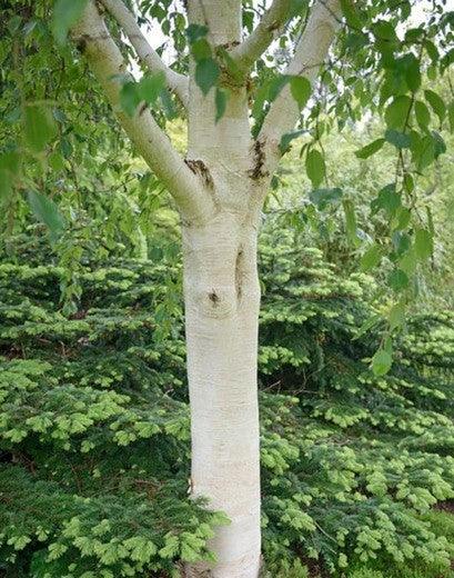 Mesteacan "Doorenbos" 3.00 - 4.00 m / Betula utilis "Doorenbos "/ gradina-noastra