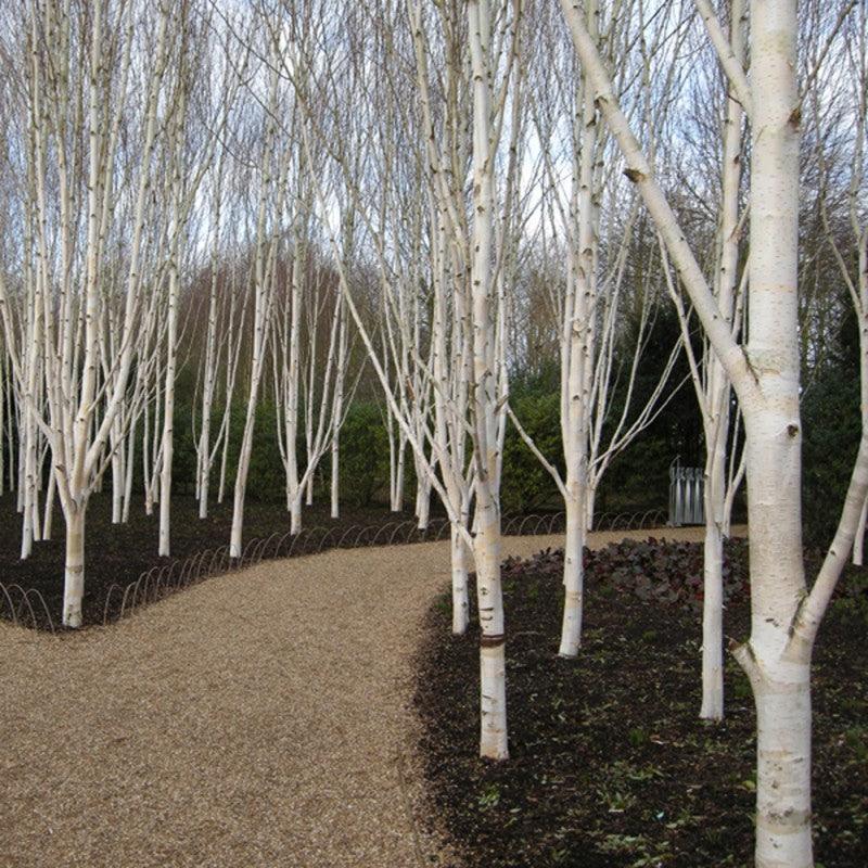 Mesteacan "Doorenbos" 3.00 - 4.00 m / Betula utilis "Doorenbos "/ gradina-noastra