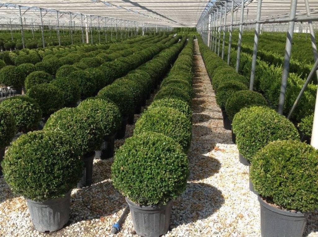 Buxus &quot;Faulkner&quot; minge 0.40- 0.50 m / Buxus microphylla&quot;Faulkner&quot;/ gradina-noastra