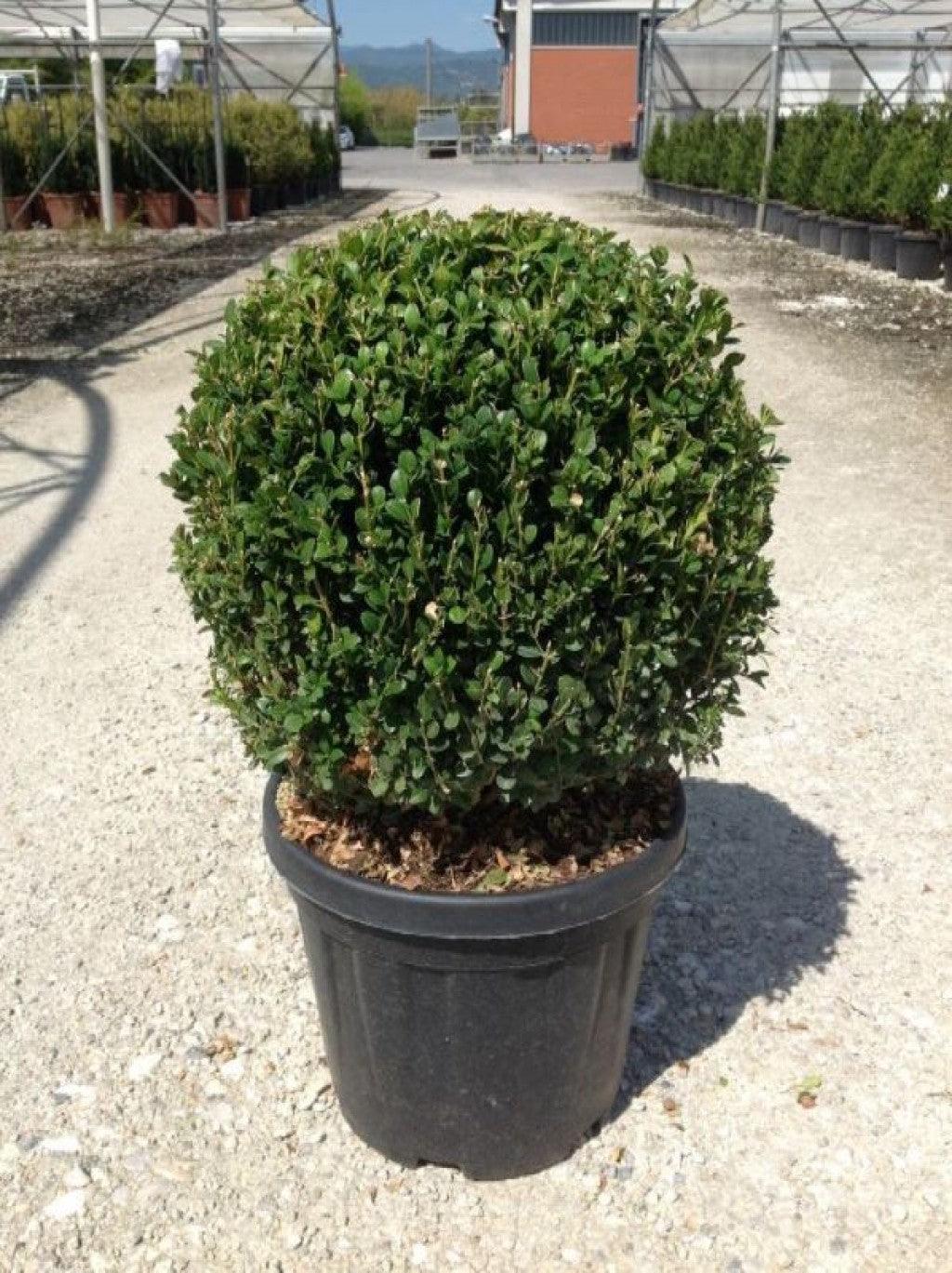 Buxus &quot;Faulkner&quot; minge 0.40- 0.50 m / Buxus microphylla&quot;Faulkner&quot;/ gradina-noastra