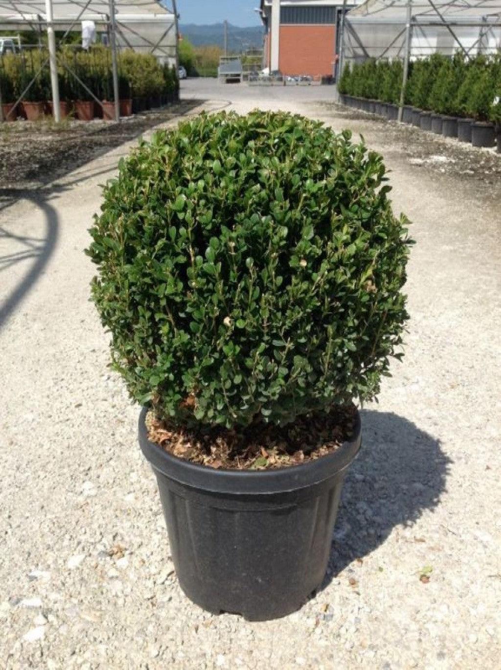 Buxus "Faulkner" minge 0.40- 0.50 m / Buxus microphylla"Faulkner"/ gradina-noastra