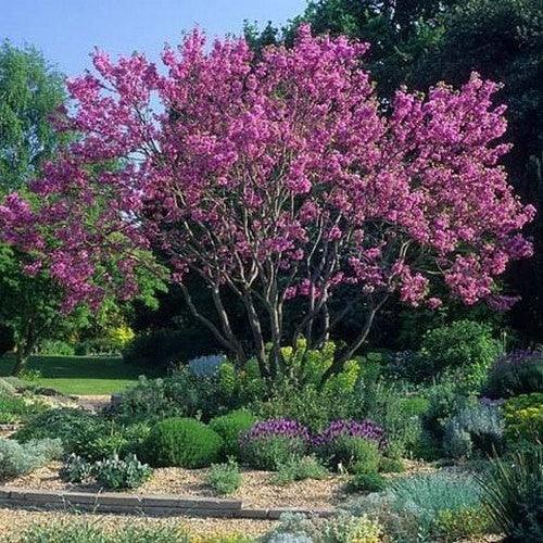 Arborele Iudei tufa 1.20 - 1.50 m / Cercis chinensis "Avondale" / gradina-noastra