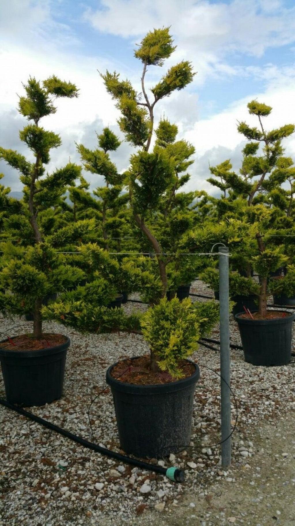 Chiparos leylandii "Gold Rider "Bonsai 1.80-2.00 m / Cupressocyparis leylandii "Gold Rider "/ gradina-noastra
