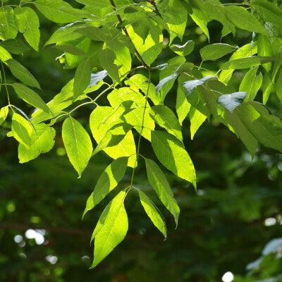 Frasin "Autumn Purple" 2.00 - 2.50 m / Fraxinus americana "Autumn Purple"/ gradina-noastra