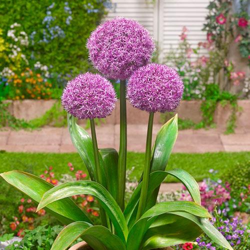 Allium "Party Balloons" Gradina Noastra
