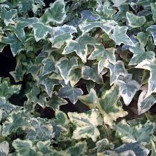 Iedera "Elegantissima" palier 1.40 -1.70 m / Hedera helix "Elegantissima"/ gradina-noastra