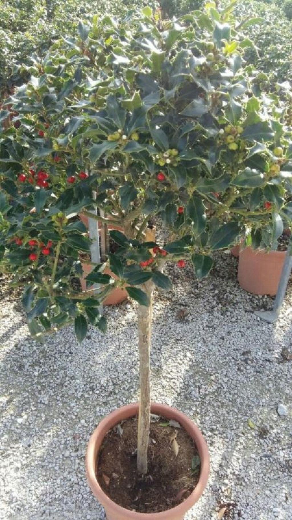 Ilex "Alaska" 0.40 -0.60 m / Ilex aquifolium "Alaska"/ gradina-noastra