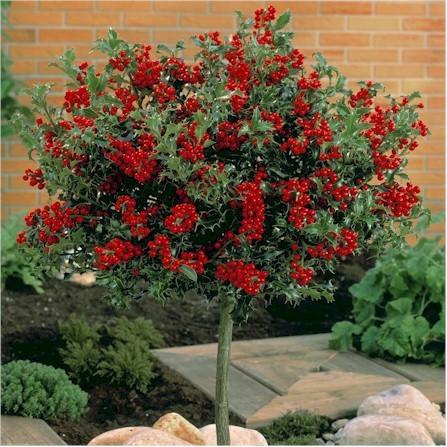 Ilex "Alaska" 0.40 -0.60 m / Ilex aquifolium "Alaska"/ gradina-noastra