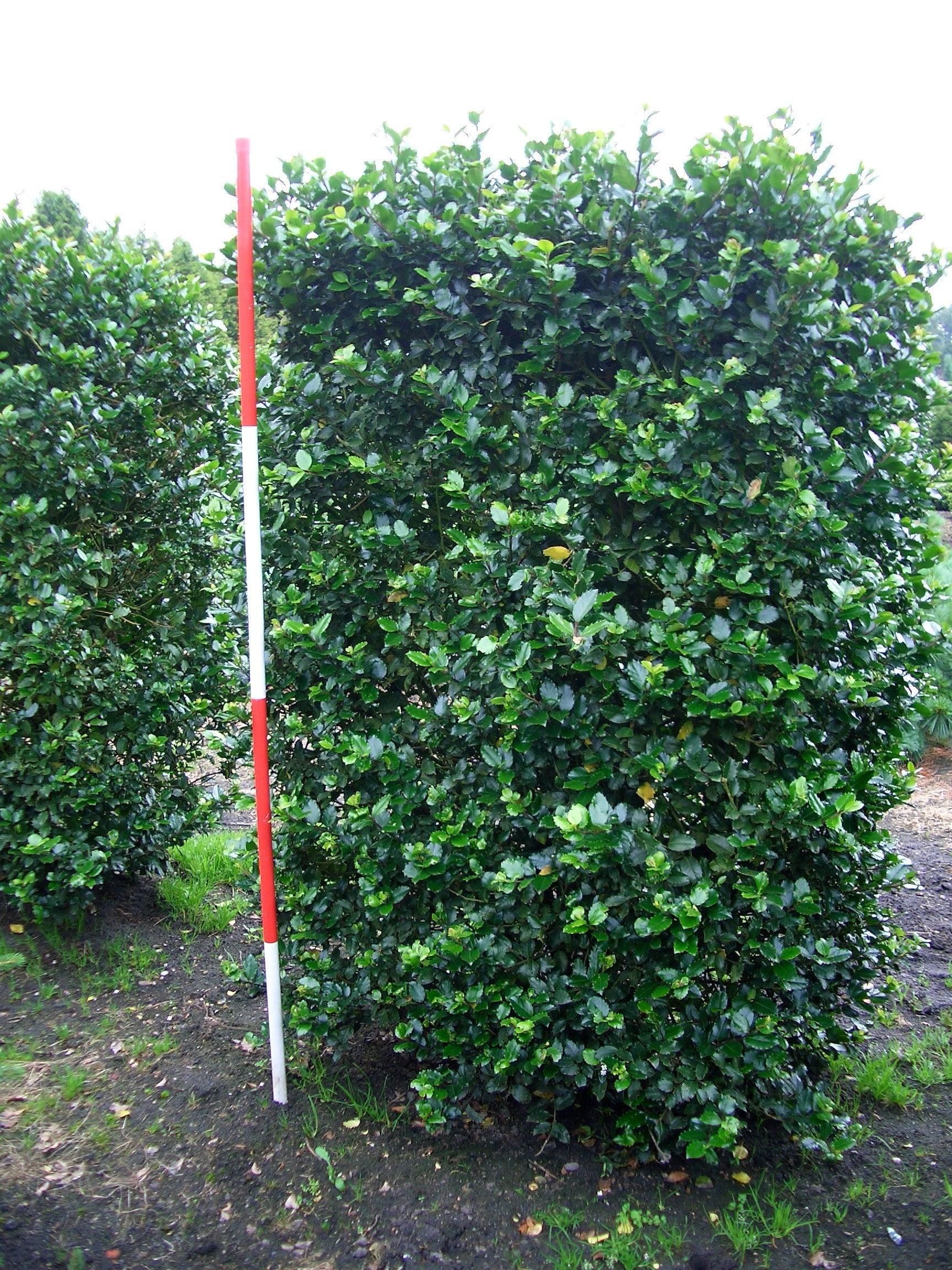 Ilex "Heckenstar" 1.00 -1.40 m / Ilex meserveae "Heckenstar"/ gradina-noastra