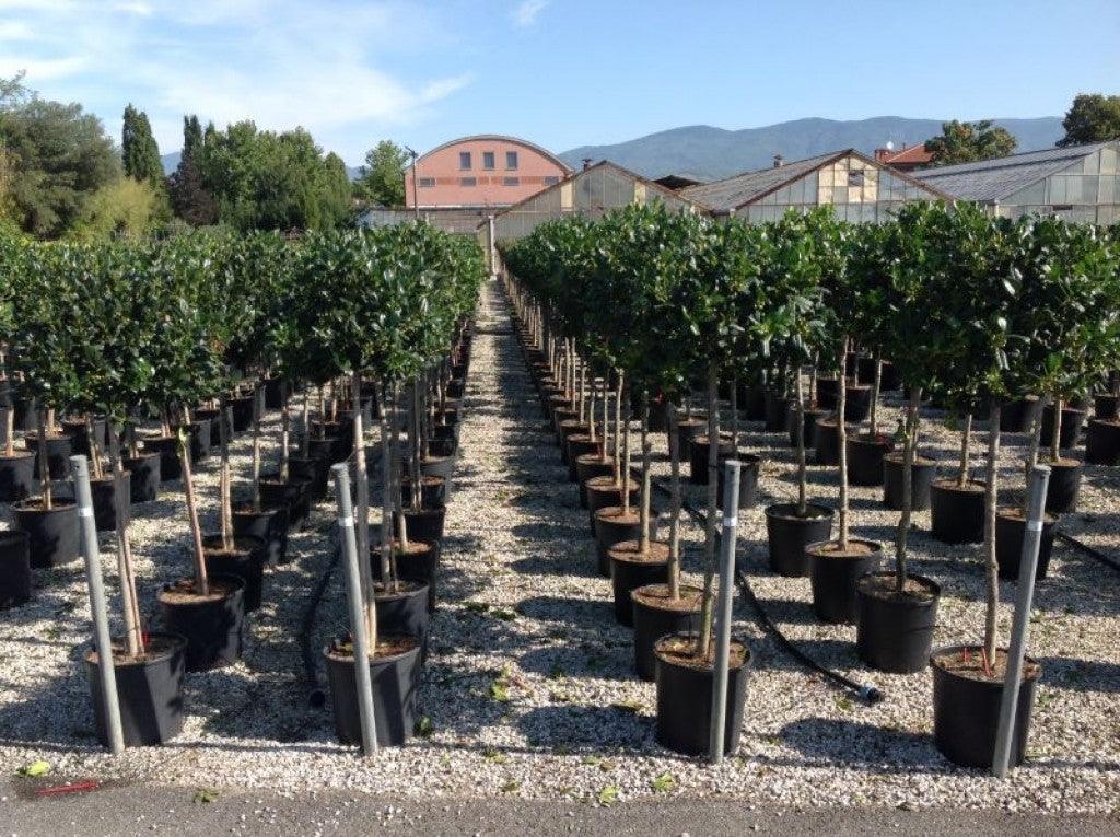 Ilex "Nellie R.Stevens" 1.50 - 1.75 m / Ilex mutchagara "Nellie R.Stevens"/ gradina-noastra