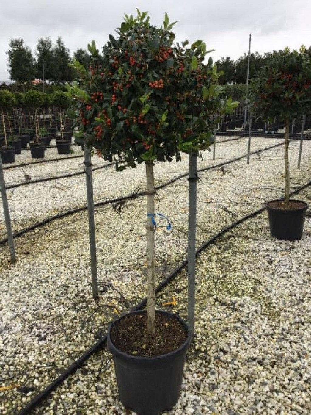 Ilex "Nellie R.Stevens" 1.50 - 1.75 m / Ilex mutchagara "Nellie R.Stevens"/ gradina-noastra
