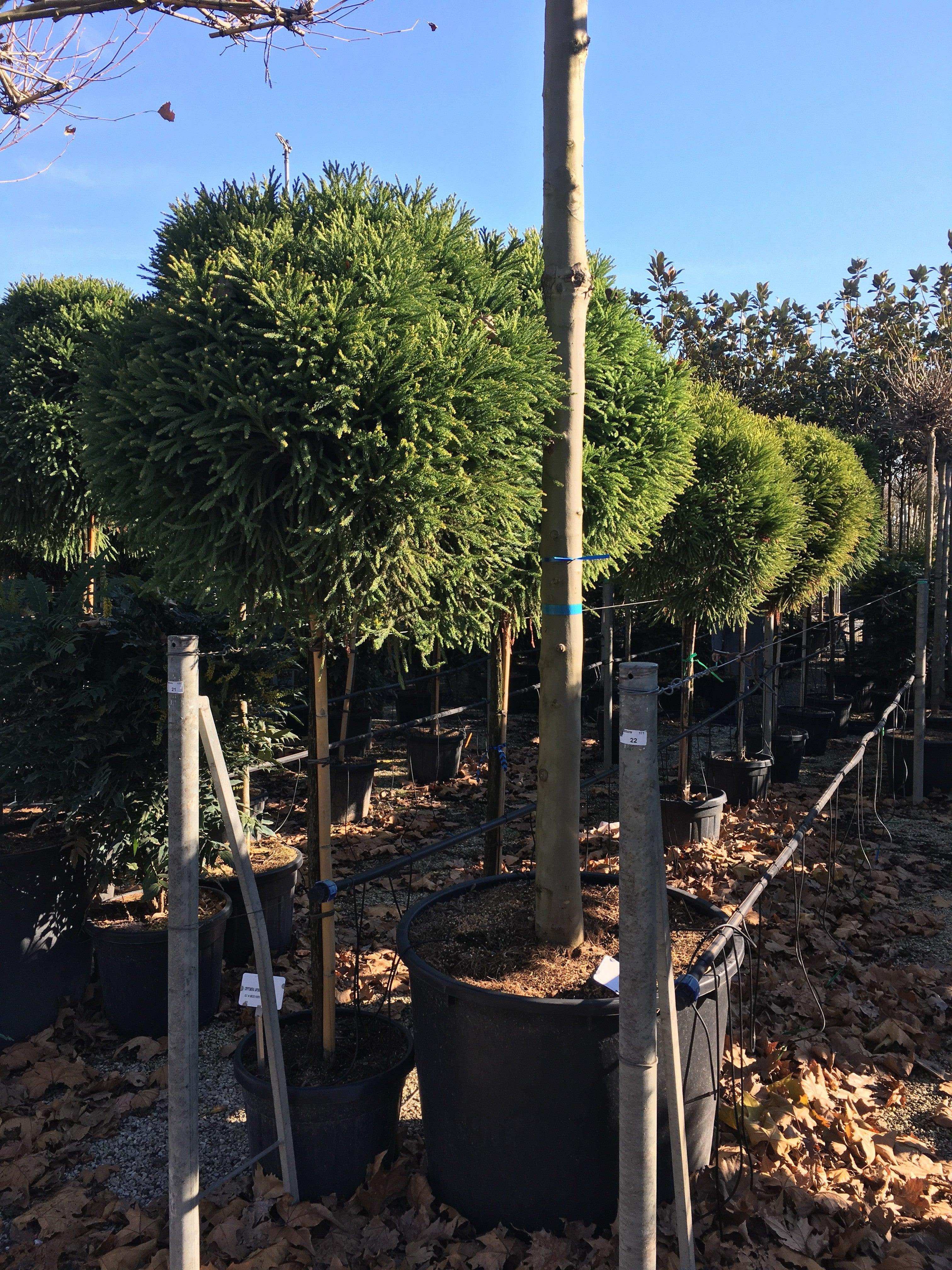 Cryptomeria jap. "Globosa Nana" pomisor cu formă globulară, verde intens, disponibil la Pepiniera GreenGarden.