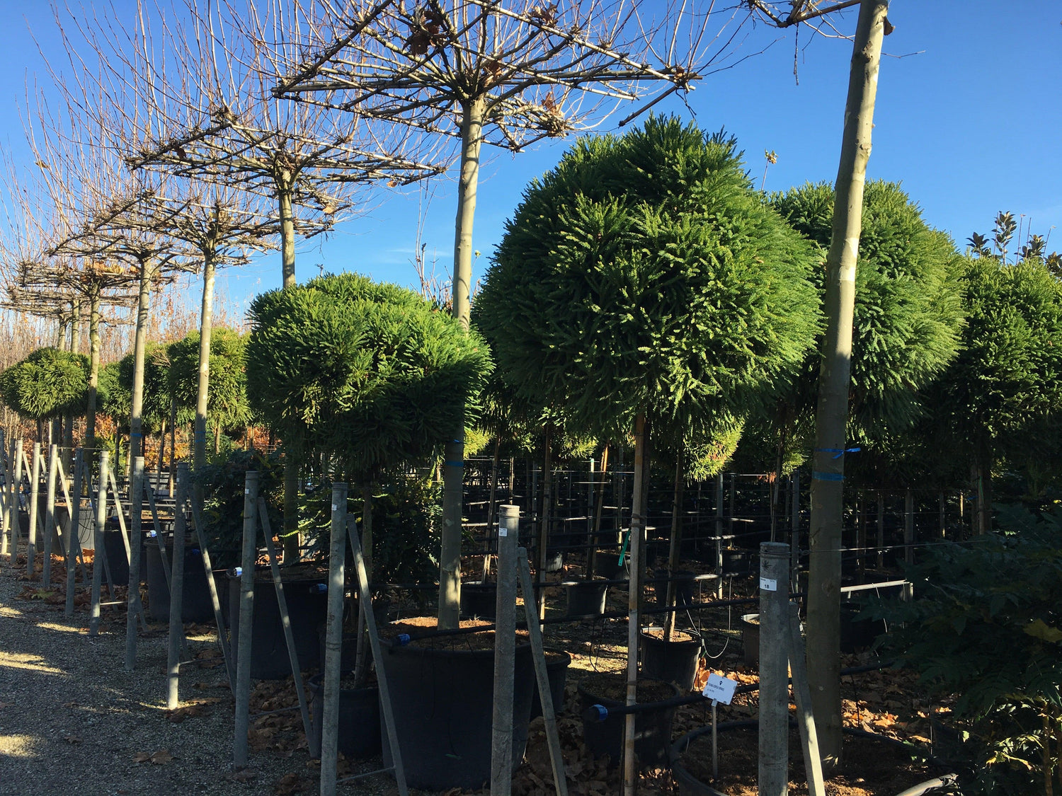 Cryptomeria jap. "Globosa Nana" pomisor cu formă globulară, ideal pentru grădini, disponibil la Pepiniera Online.