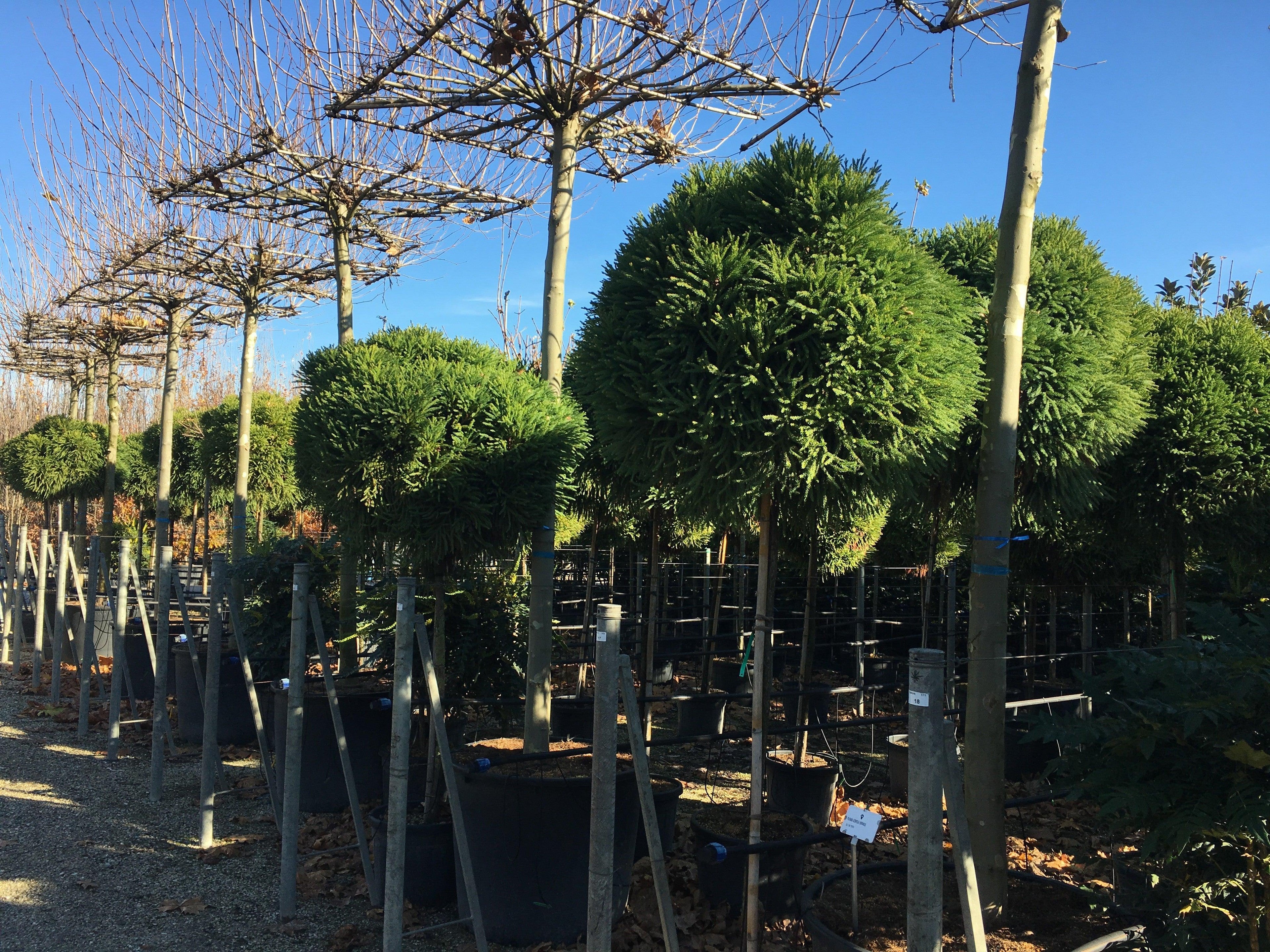 Cryptomeria jap. "Globosa Nana" pomisor cu formă globulară, ideal pentru grădini, disponibil la Pepiniera Online.