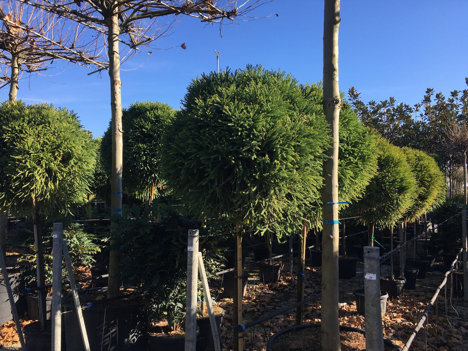 Cryptomeria jap. "Globosa Nana" pomisor cu formă globulară, vândut de Pepiniera Verde pentru grădina ta.