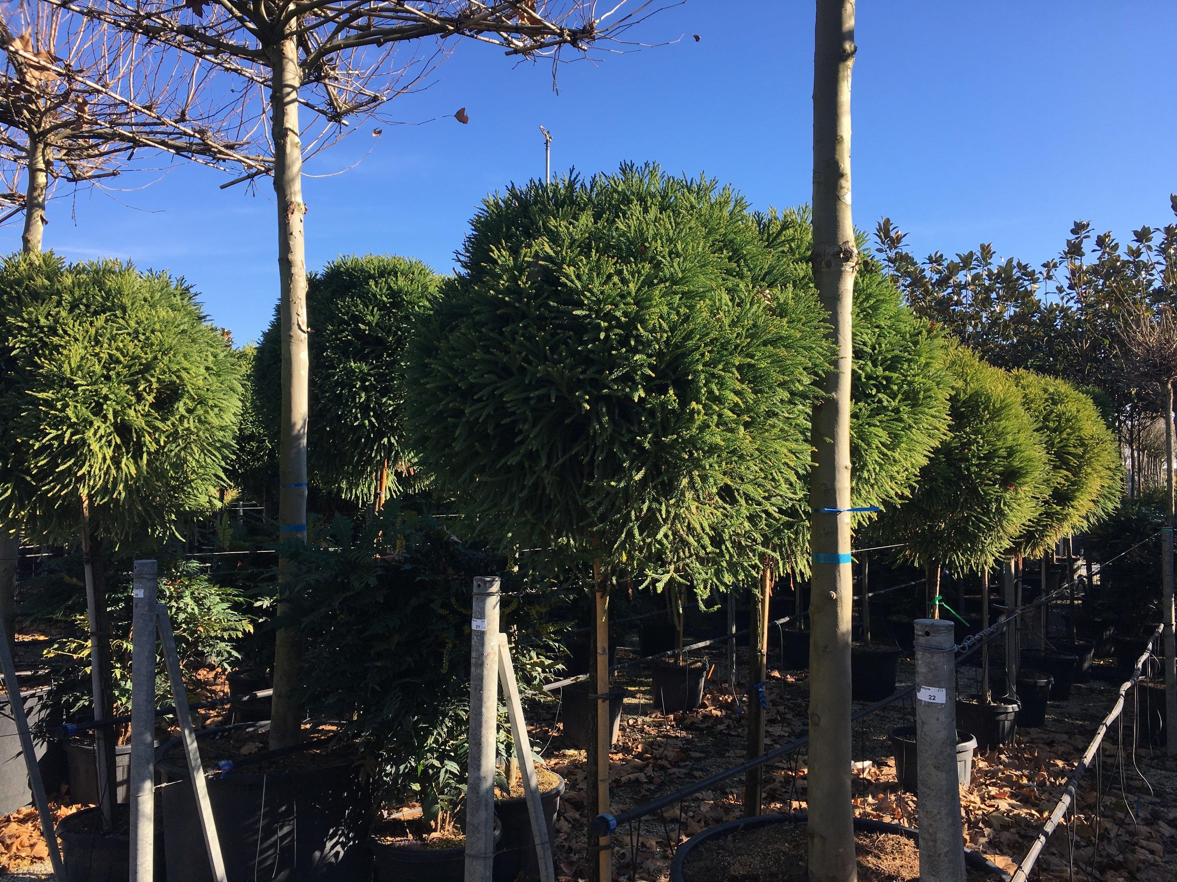 Cryptomeria jap. "Globosa Nana" pomisor cu formă globulară, vândut de Pepiniera Verde pentru grădina ta.