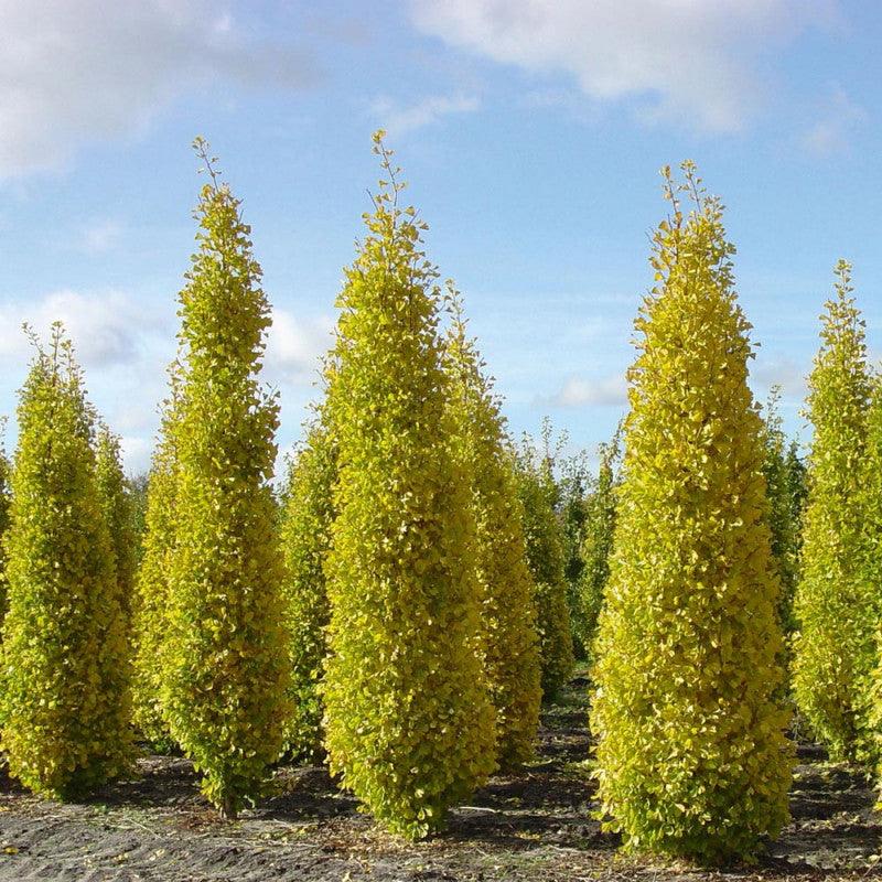Arborele pagodelor "Fastigiata Blagon" 2.00 - 2.50 m / Ginkgo Biloba "Fastigiata Blagon" / gradina-noastra