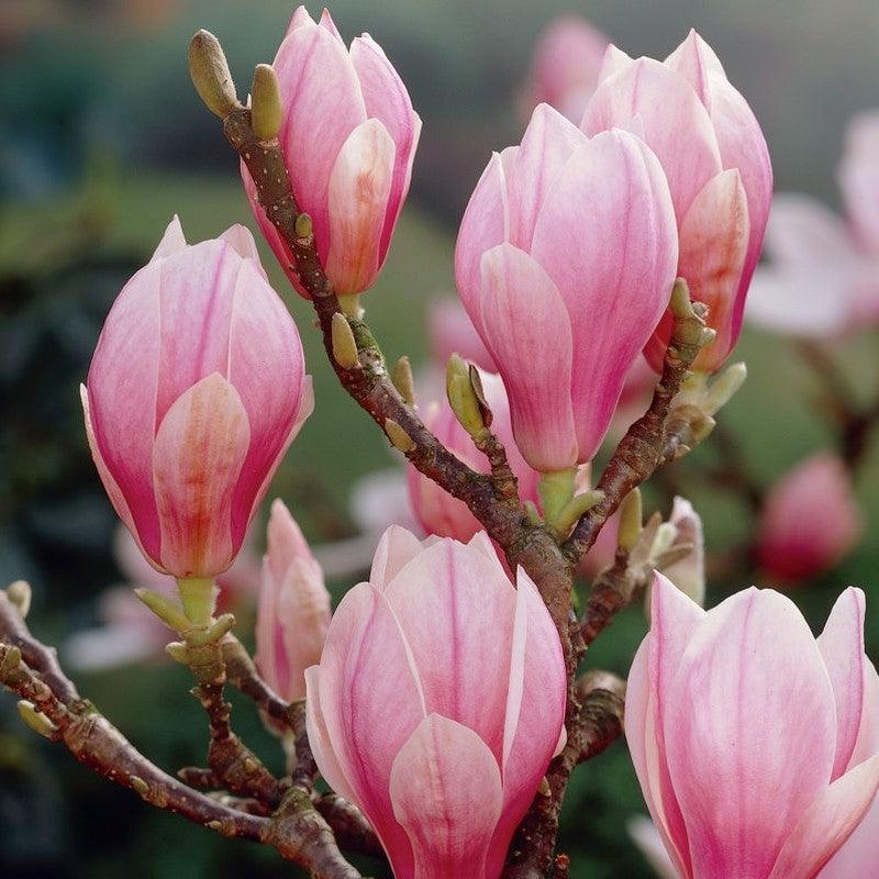 Magnolia "Soulangeana" 1.80 - 2.00 m / Magnolia "Soulangeana"/ gradina-noastra