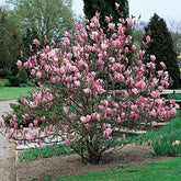 Magnolia "Soulangeana" 1.80 - 2.00 m / Magnolia "Soulangeana"/ gradina-noastra