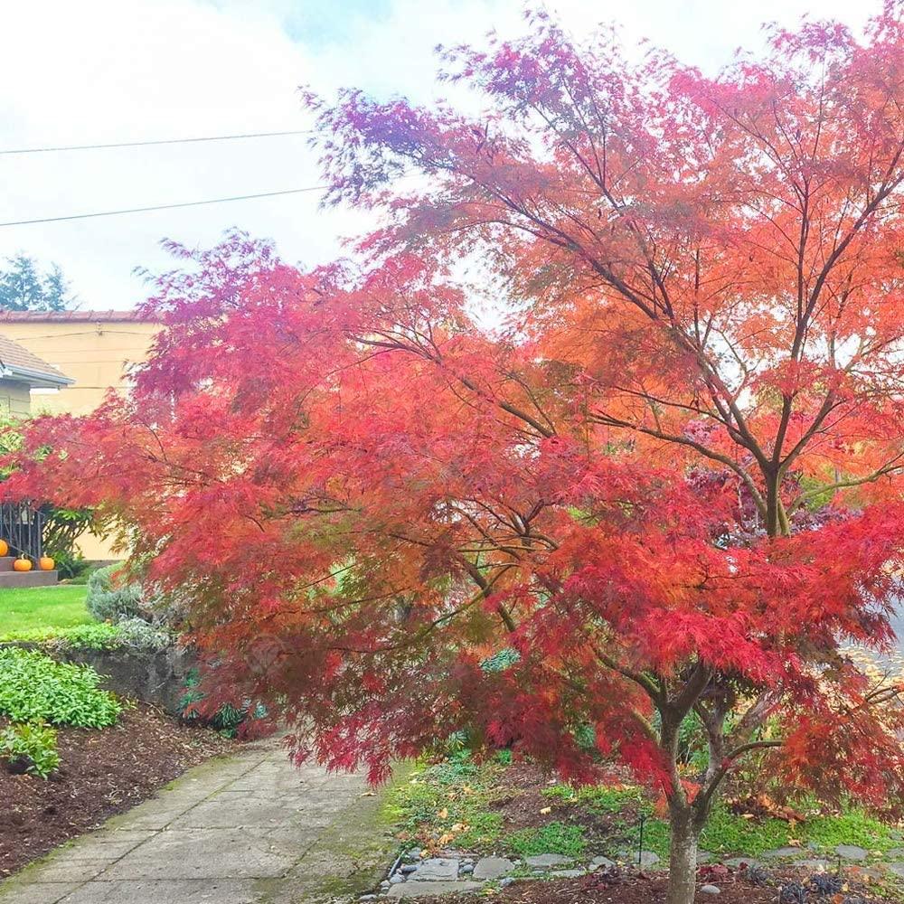 Artar japonez curgator „Seiryu" 1.30 - 1.50 m / Acer palmatum dissectum „Seiryu” / gradina-noastra