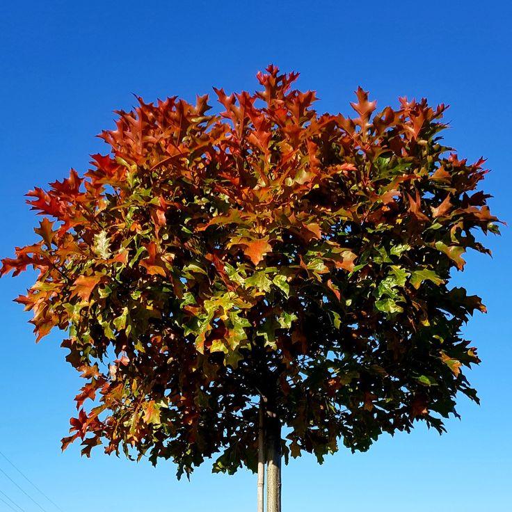 Stejar de balta "Green Dwarf" 2.00 - 2.50 m / Quercus palustris "Green Dwarf"/ gradina-noastra