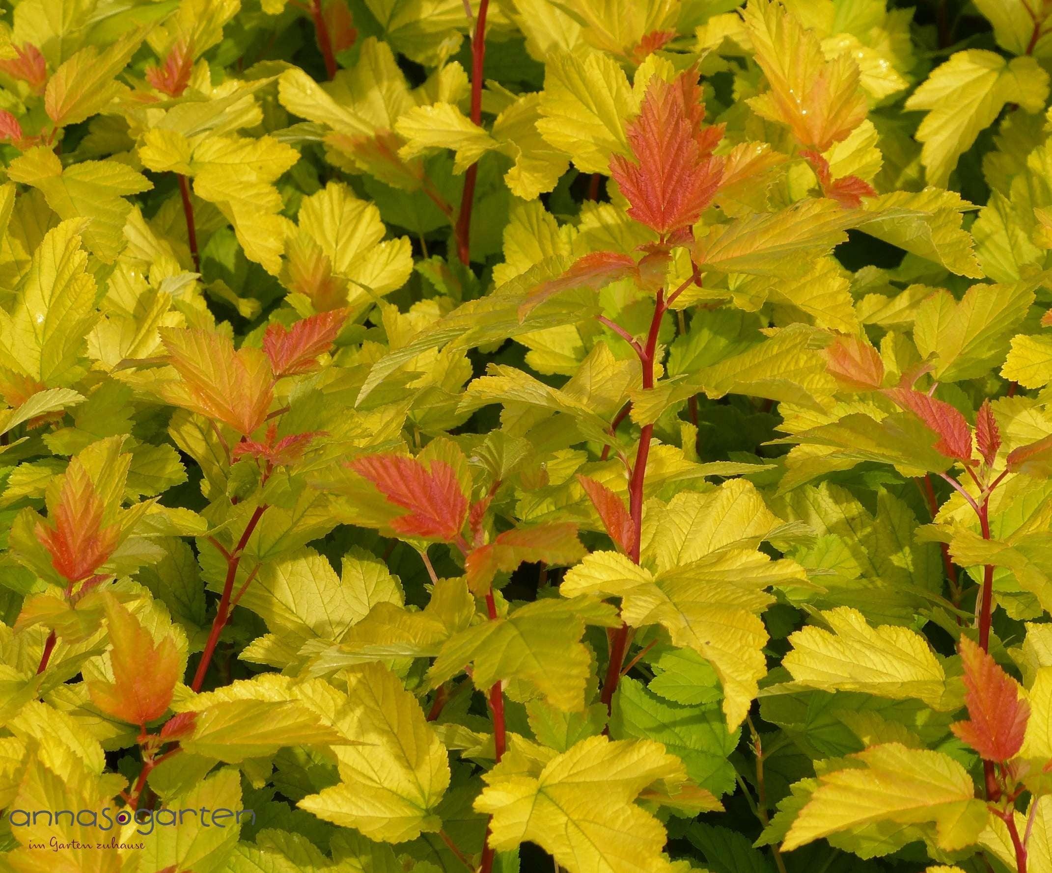 Physocarpus "Dart&